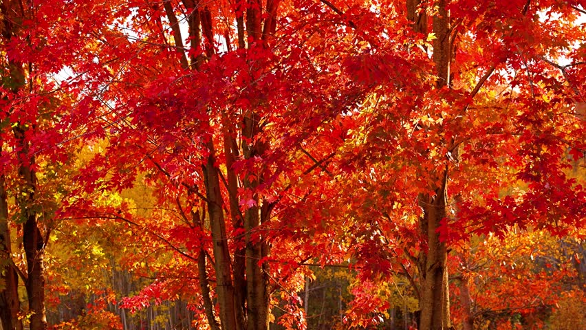 Background of maple trees with colorful autumn leaves blowing in a gentle breeze.