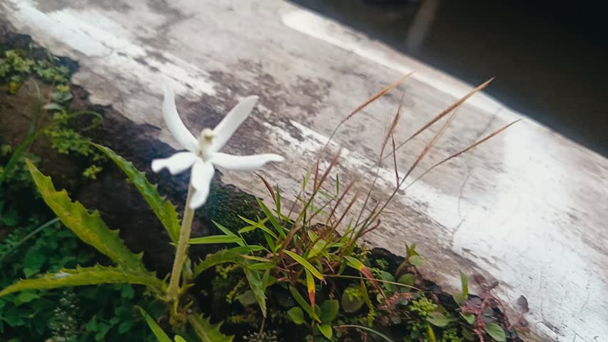 A delicate white flower, possibly a type of terrestrial orchid or a similar wildflower. 