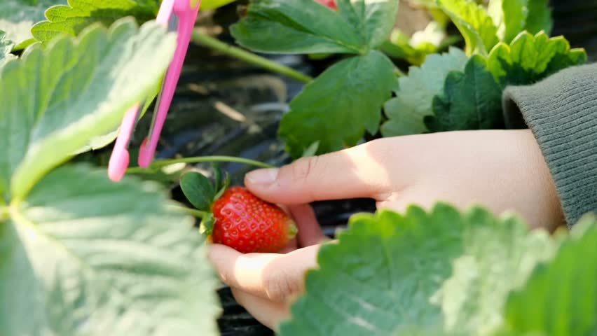 Harvesting ripe strawberries in a field with pink scissors during a sunny day