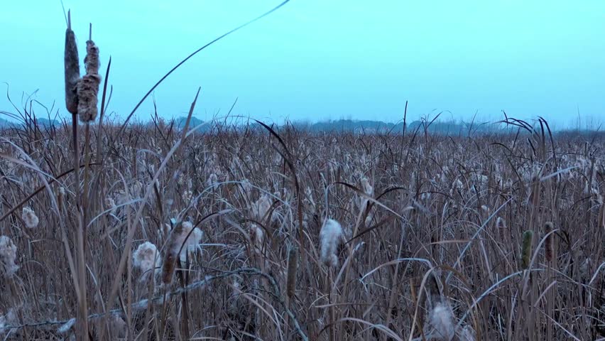 Cattails and reeds fill a wetland landscape under a blue sky at early twilight