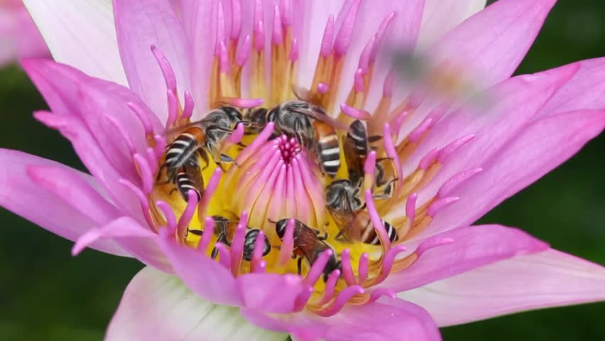 Bees gathering pollen on a vibrant pink lotus flower in a natural setting outdoors