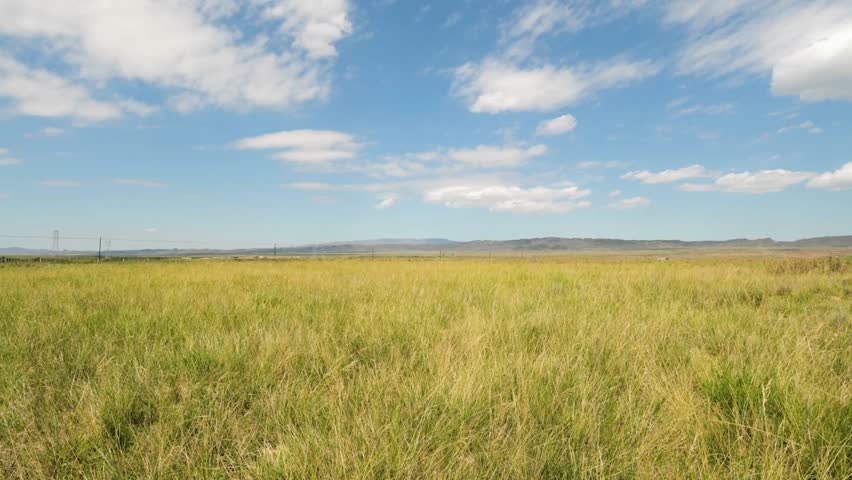 Expansive golden grassland under a bright blue sky with scattered white clouds