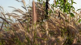 A beautiful video of soft, feathery wild grass swaying gently in the wind. Backlit by the warm sun, the delicate grass heads glow, creating a peaceful and serene natural background. - Powered by Shutterstock - Get 15% off with code: PIKWIZARD15