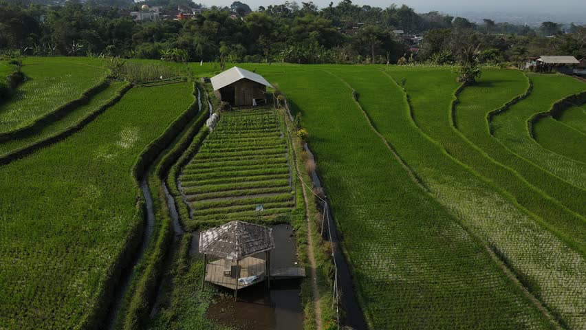 Aerial drone footage of Indonesian rice fields with small wooden hut in the middle, surrounded by lush green terraces and irrigation canals under daylight.

🔹 Title