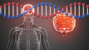 Animation of DNA strand and human brain, illustrating genetic influence on function. Biology, neuroscience, genetics, chromosome, neural, intelligence - Powered by Shutterstock - Get 15% off with code: PIKWIZARD15
