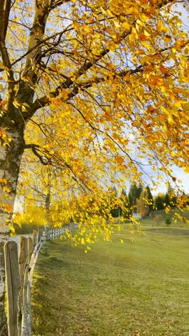 Autumn in the Carpathian Mountains. The wind shakes birch branches with yellowed leaves. Gorgeous autumn slopes are illuminated by warm sunlight. 