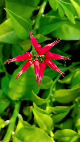 The video shows a Euphorbia tithymaloides plant, commonly known as Devil