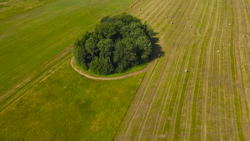 Aerial drone footage flying and orbiting above a large grassy golden yellow and green farm field where freshly made silage wheat hay bale rolls are scattered around a small tree or forest area. Sunny.