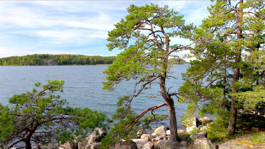 Peaceful coastal pine forest with rocky shoreline and calm sea under a blue sky, scenic nature motion footage of northern seaside landscape