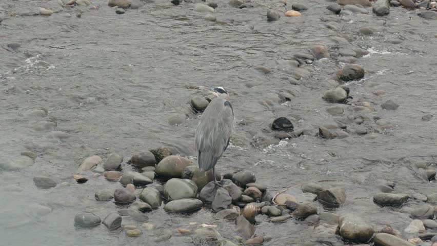 Solitary Great Blue Heron Standing Motionless on River Rocks in a Stream
