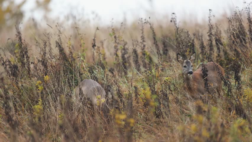 Animals - two roe deers Capreolus capreolus Majestic roe deer, capreolus capreolus, autumn meadow. Mammals with orange fur walking through meadow. Two roe deer feed on autumn meadows, eating herbs