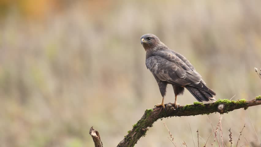 Birds of prey - perching Common buzzard Buteo buteo in the fields in autumn, buzzard in natural habitat, hawk bird on the meadow, predatory bird close up Poland Europe