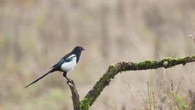 Bird - Common magpie Pica pica, very smart and clever bird with black and white plumage on blurred background, autumn time Poland Europe - Powered by Shutterstock - Get 15% off with code: PIKWIZARD15