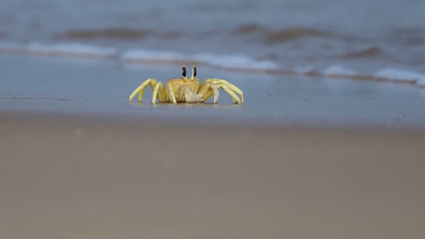 Yellow beach crabs (the Indian ghost crab -Ocypode brevicornis) in the Pulicat beach area, which is mottled brown to yellow in color and commonly found on sandy beaches