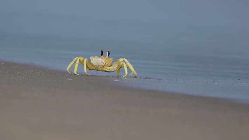 Yellow beach crabs (the Indian ghost crab -Ocypode brevicornis) in the Pulicat beach area, which is mottled brown to yellow in color and commonly found on sandy beaches