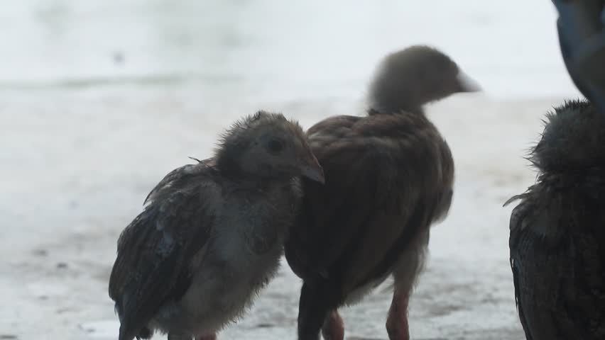 Chicks are taking shelter from the rain on a stormy and heavy day.