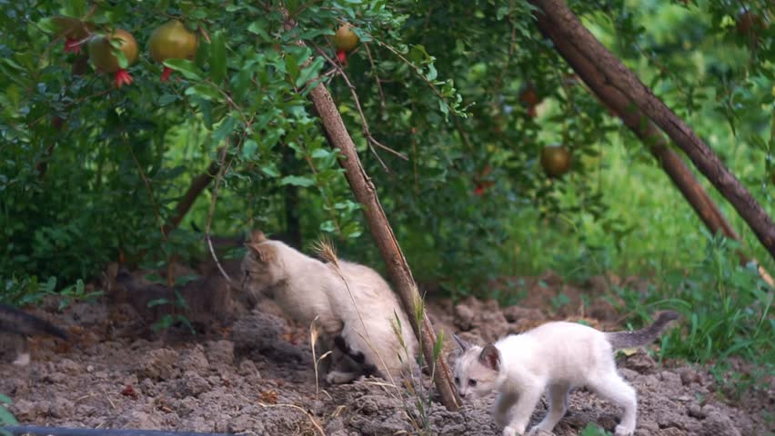 Several kittens are playing in the garden.