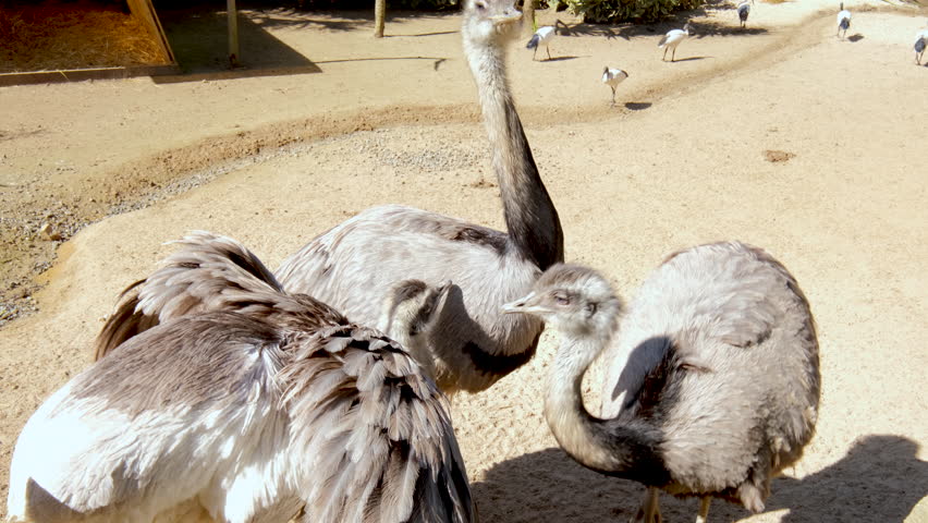Three Greater Rheas cuddling together in World of Birds sanctuary enclosure