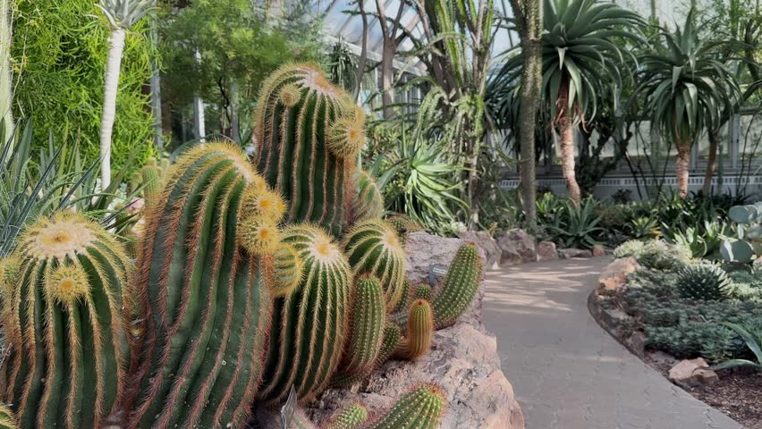 Serene cactus garden path at Chicago Botanical Garden, sunny and calming