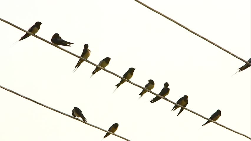 Group of birds atop wires,  Flock of birds on wires,  