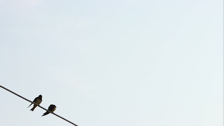 Group of birds atop wires,  Flock of birds on wires,  