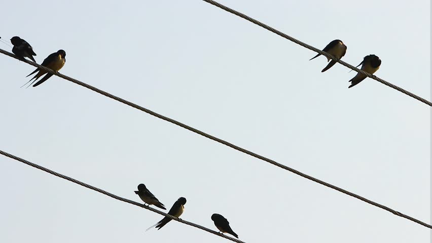 Group of birds atop wires,  Flock of birds on wires,  