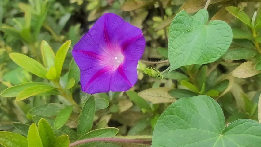 Purple morning glory swaying in the wind of a smartphone