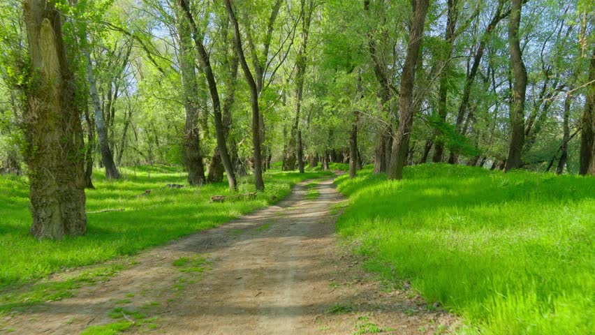 Walking through forest path, beautiful spring landscape with its green grass and trees creates a stunning natural scene
