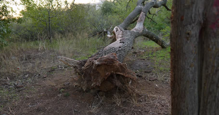 Fallen Tree with Exposed Roots on a Cloudy Day in the Forest