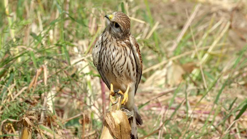 A common kestrel is standing on a branch and looking for prey.