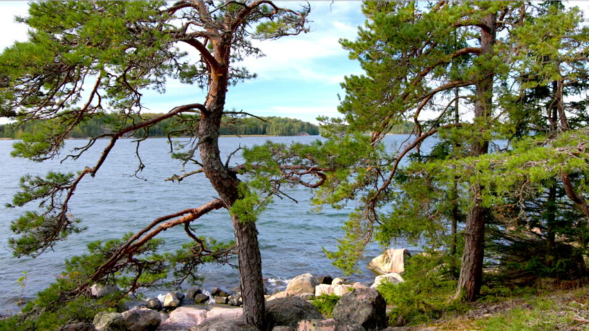 Peaceful coastal pine forest with rocky shoreline and calm sea under a blue sky, scenic nature motion footage of northern seaside landscape