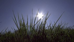 Glowing dewdrops on meadow grass in sunrise light - Powered by Shutterstock - Get 15% off with code: PIKWIZARD15