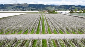Aerial view of orchards in full bloom creates a stunning contrast, with a person strolling along the path, Hope, Tasman Region, New Zealand. - Powered by Shutterstock - Get 15% off with code: PIKWIZARD15