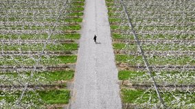 Aerial view of a solitary figure walking along a gravel path through an apple orchard with rows of trees, Hope, Tasman Region, New Zealand. - Powered by Shutterstock - Get 15% off with code: PIKWIZARD15