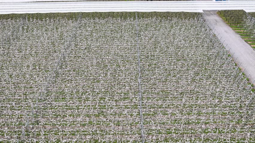 Aerial view of a lone figure walking along a gravel path lined by blossoming orchard trees under a cloudy sky, Hope, Tasman Region, New Zealand.