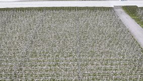 Aerial view of a lone figure walking along a gravel path lined by blossoming orchard trees under a cloudy sky, Hope, Tasman Region, New Zealand. - Powered by Shutterstock - Get 15% off with code: PIKWIZARD15