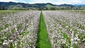 Aerial view of a person walking through an orchard with rows of white blossoming trees, contrasting with the green grass pathway, Hope, Tasman Region, New Zealand. - Powered by Shutterstock - Get 15% off with code: PIKWIZARD15