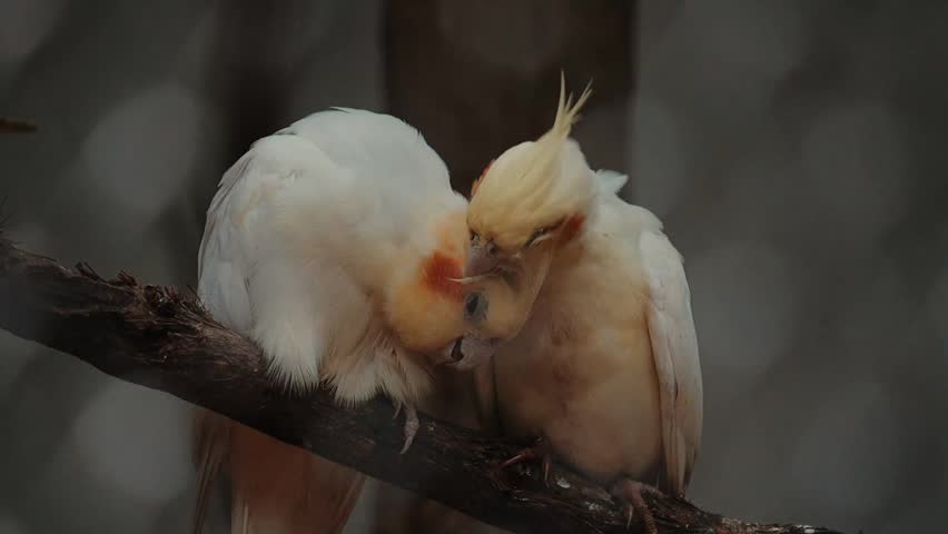 Adorable Cockatiel couple perched and grooming each other. Handheld, close up