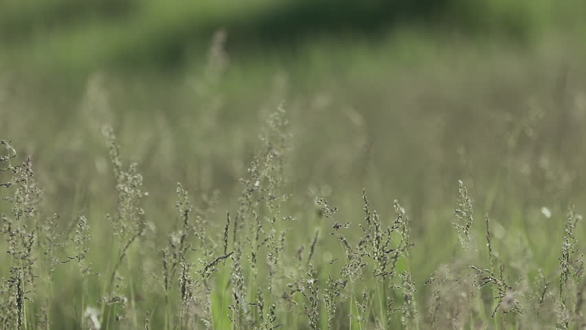 Green meadow grass against a blurred background. Nature background. The camera moves along the grass. Slow motion.