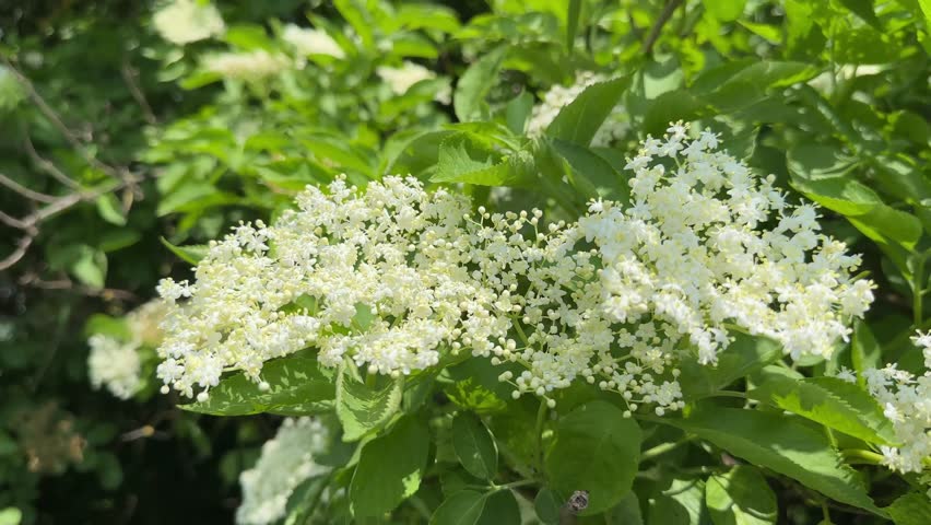 Inflorescences of small white flowers and buds of sambucus, also known as elder, or elderberry on the bush against the other part of the same bush part in sunny windy day
