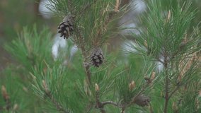 Close-up of a pine branch with cones swaying in the wind. Slow motion. - Powered by Shutterstock - Get 15% off with code: PIKWIZARD15