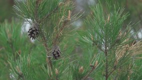 Close-up of a pine branch with cones swaying in the wind. Slow motion. - Powered by Shutterstock - Get 15% off with code: PIKWIZARD15