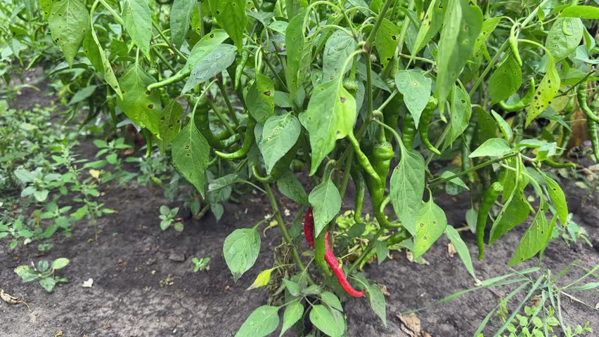 Blooming chili pepper plants with green and red pods covered with water drops during a rain on a field, view close-up from a low shooting point against the soil while panning
