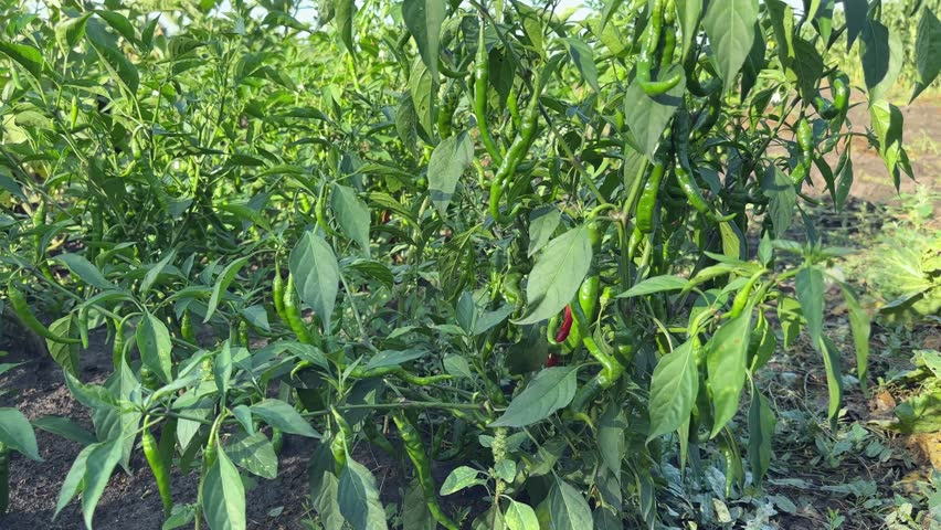 Blooming chili pepper plants with green and red pods on a field  in sunny morning, view close-up from a low shooting point against the soil while panning
