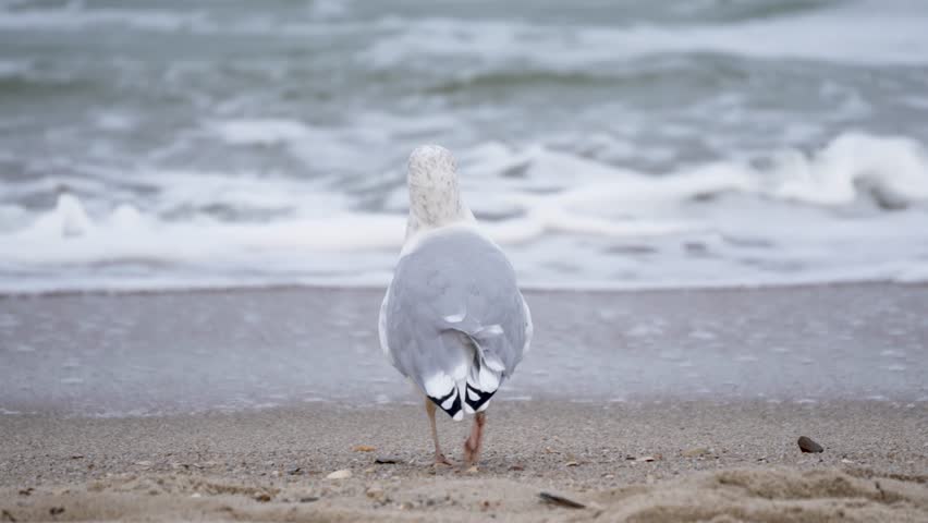 Seagull on Beach. A seagull stands at the waters edge, watching the waves. Foam rolls softly onto the sandy shore.