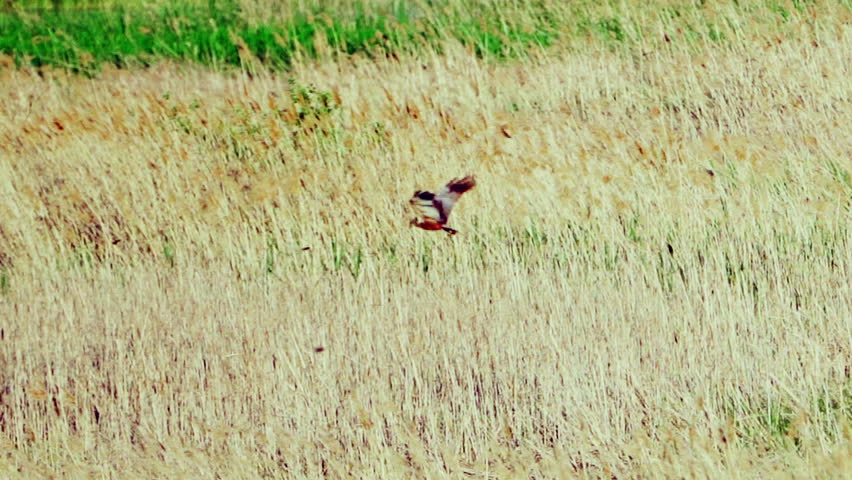 A western marsh harrier (Circus aeruginosus) in flight. Gracefully hovers over an open field in search of prey.   Wildlife. Slow motion.