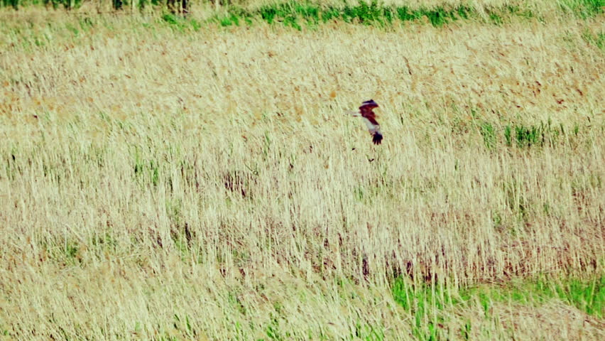 A western marsh harrier (Circus aeruginosus) in flight. Gracefully hovers over an open field in search of prey.   Wildlife. Slow motion.