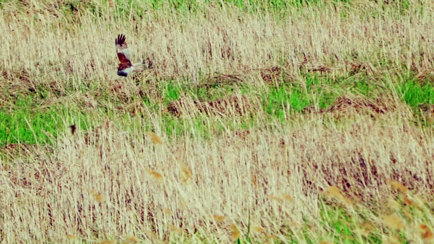 A western marsh harrier (Circus aeruginosus) in flight. Gracefully hovers over an open field in search of prey.   Wildlife. Slow motion.