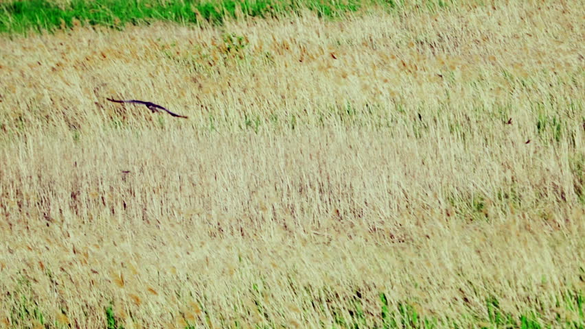 A western marsh harrier (Circus aeruginosus) in flight. Gracefully hovers over an open field in search of prey.   Wildlife. Slow motion.