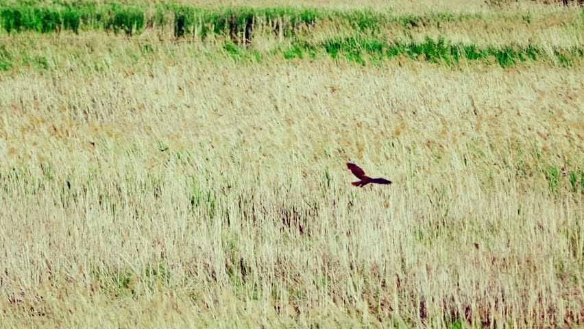 A western marsh harrier (Circus aeruginosus) in flight. Gracefully hovers over an open field in search of prey.   Wildlife. Slow motion.